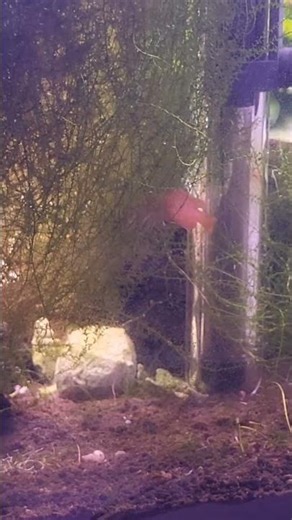 Dario Dario breeding #fishkeeping #aquarium # fishbreeding # Dario Dario