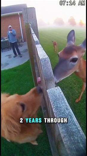 Dog and Deer Meet at Fence Every Morning | Unlikely Animal Friendship | True Story