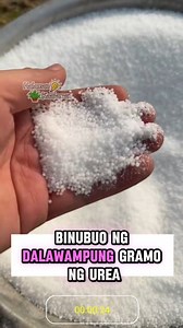 Urea Asin = pampadami ng bunga at pampaganda ng mga gulay 🌿🧂 | Halaman Kaalaman