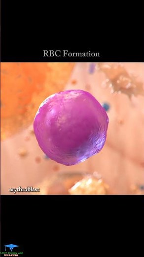 Creation Of The Red Blood Cell "