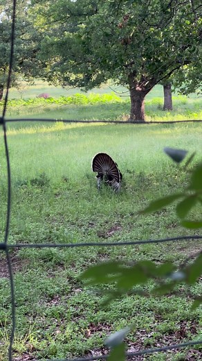 5.9K views · 144 reactions | You’ve heard of pig latin, what about turkey latin? 旅 Just because they aren’t from Africa doesn’t mean they aren’t cool to see. Stop and talk a little turkey with these guys next time your at the park. | Fossil Rim Wildlife Center | Facebook