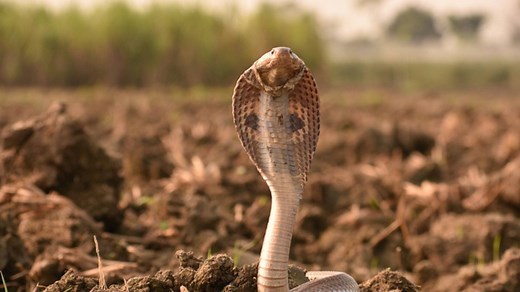 A sneak peek at the world's 10 deadliest snakes