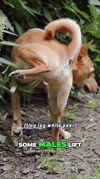 7 Strange Things Dogs Do When They Poop and Pee