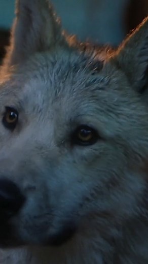 Oh what I would give to howl with a wolf! 🐺 Looking for a movie recommendation on family movie night? This adventurous drama follows a 16 year old boy coping with the loss of his father as he finds companionship in a wounded wolf. Watch SILVER WOLF free this month on Dove! ▶️ bit.ly/SilverWolfDV | Dove Channel