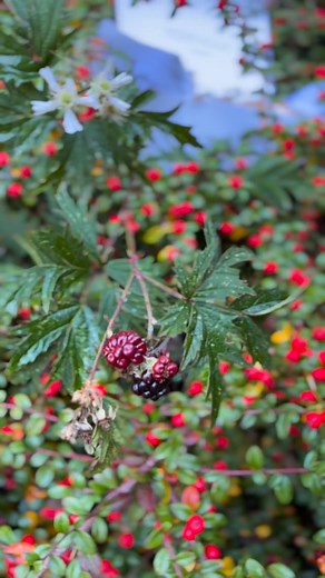 SOAPBERRY ICE CREAM SIGNATURE ARTISAN GIFT BOX | WILD BERRIES +...