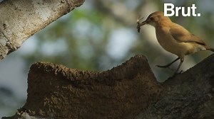 How ovenbirds build their nests