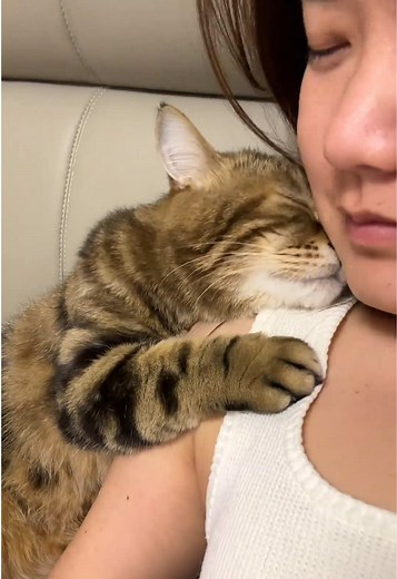 #minkhoioi #viral #xuhuong #pet #mèo | pet