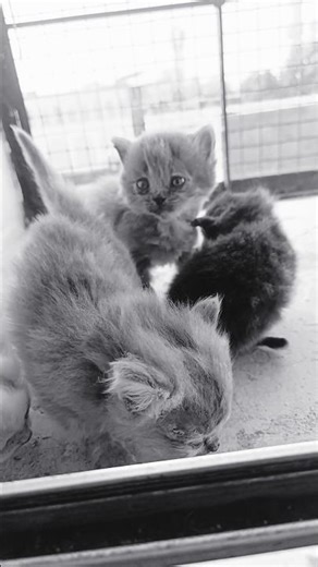 Cute Kittens Playing Together 🐱❤️ | Adorable Moments