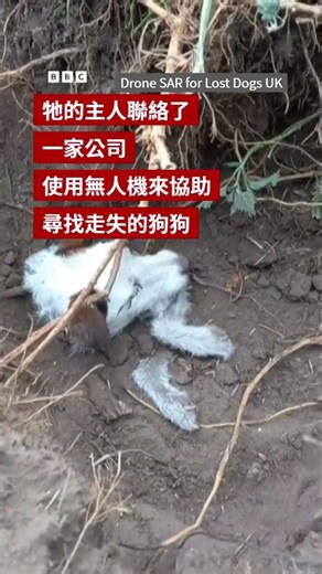 狗被困兔子洞兩天後獲救－ BBC News 中文