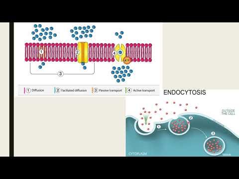 IMAT BIOLOGY preparation courses- The Cell Membrane