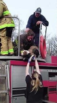 Found at the top of a chimney 🐾 Stack is now safe ❤️ #MHumane #AnimalRescue #RescueStory