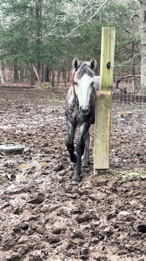 Mud! Ugh! But he sure is cute. #carolinas #mud #mudlife #foal #horse | horses of tiktok