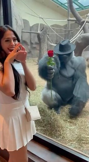 Gorilla Gets Shy & Hides Behind Hat… Then Gives Her a Rose 🥹