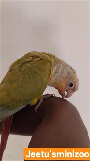 Conure Play Time Fun & Cute Parrot #Conure #Parrot #shorts #CutePets #YTShorts #pet