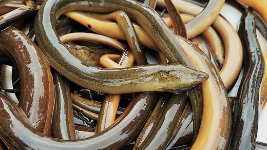 Move over iguanas. There's a new invasive species moving into Florida, the Asian swamp eel