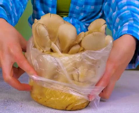 7.6M views · 25K reactions | Inventive plant hacks for you to try today! | 5-Minute Crafts | Facebook