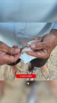 My simple mulloway rig + bait!