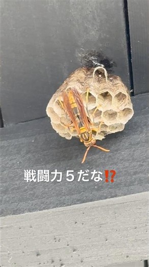 アシナガバチの巣、見ーつけた⁉️ #アシナガバチ#蜂の巣#昆虫#蜂#はち#ハチ#ジャパニーズハチハンター #戦闘力５