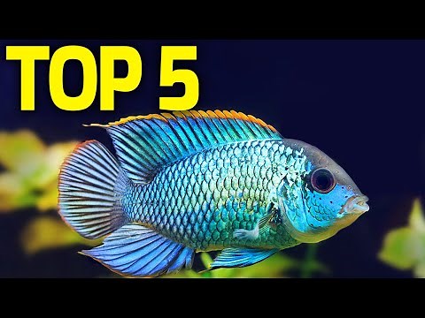 Have You Seen These? 5 Unreal Aquarium Fish