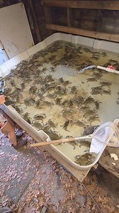 1.1M views · 7K reactions | Soft Crabs. Slide into my DMs. #chesapeake #crab #Maryland #seafood #crabs #baltimore #annapolis | F V Miss Paula | Facebook