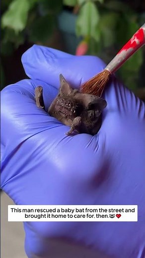 This man rescued a baby bat from the street and brought it home to care for, then. #animalshorts