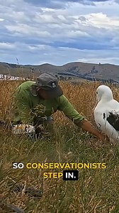 455K views · 10K reactions | Conservationists swap albatross eggs with fake ones, incubating the real ones to save chicks.  Months later, those same chicks take their first flight into the wild.  Explore my hand-picked gear, books, and gifts for animal lovers → https://www.amazon.com/shop/animaldoozy (I earn a small commission at no extra cost to you on these affiliate products.) | Animal Doozy | Facebook