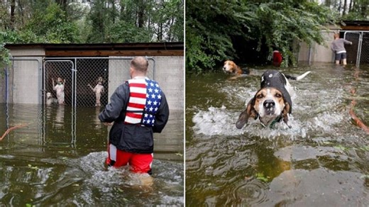 When these caged dogs were left to drown, one man braved the rising water to try and save them