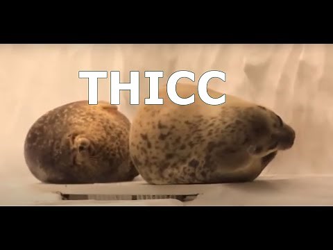 Compilation of T H I C C seals 2 [& others animals too]