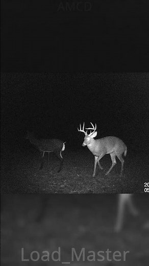 Buck Mounts Doe 🦌 Deer Season Mating #shorts