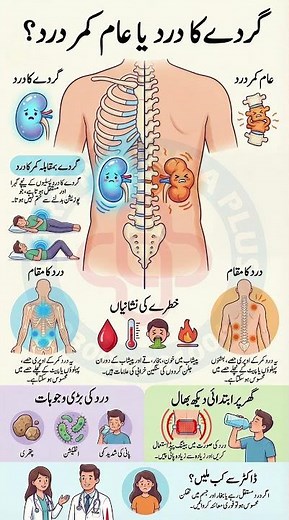 Kidney Pain vs Back Pain | Signs You Should Not Ignore