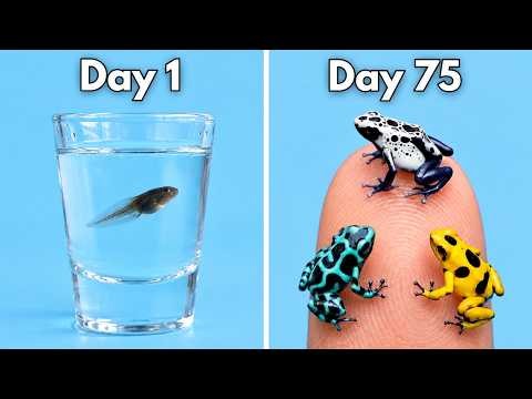 I Raised Tadpoles Into Poison Dart Frogs
