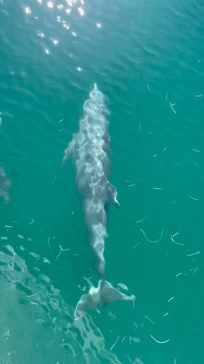 7.3K views · 284 reactions | Dolphins along for the ride!!  #fblifestyle #tntsbigadventure #livingonaboat #livingourdream #boatlife #headingtothekeysforwinter | T & T’s Big Adventure | Facebook