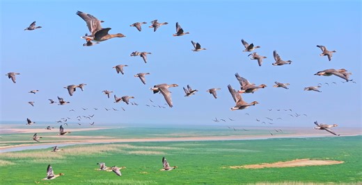 Strange Bird Tornado Explained: What Caused Weird Migration Pattern