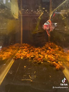 10 pairs of giant bettas in! | Quality Aquatics Pet shop