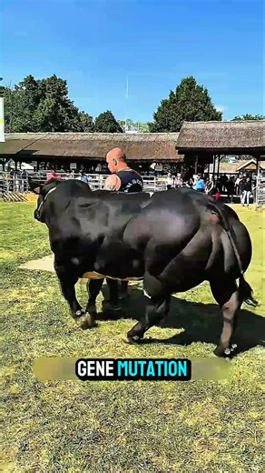 The Most Muscular Cow in the World! The Secret of the Belgian Blue! #AnimalFacts#Genetics#funfacts