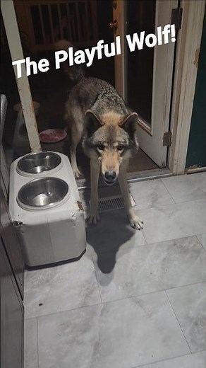 Dances with Wolves II #honeythewolf #petwolf #wolf #wolfdog