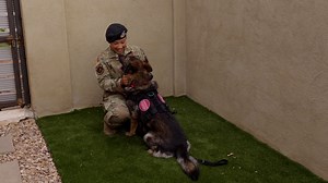 82K views · 538 reactions | Dogs rarely get to go home with their handlers in the military. This was a sweet exception.  | Humankind | Facebook