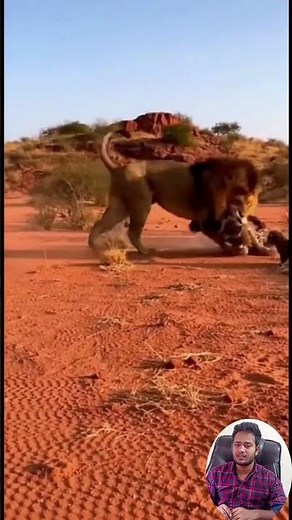 Jaguar Defends Her Baby from a Lion Incredible Wildlife Moment. #animals #wildlife