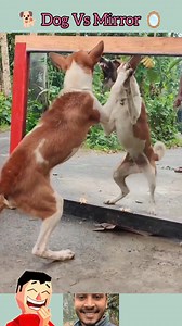 423K views · 7.2K reactions | Someone Stop HimAngry Dog Vs Mirror Fight | Super Funny Mirror Prank | Hilarious Dog Reaction Video | Ar'u Gaming | Facebook