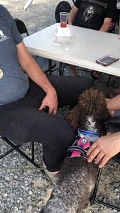 31 reactions | Our Georgia team members are Andrew Nix and adopter Tara Mostowy and Kevin Brown. Tara adopted from CPR in 2009 and again in 2020. Thanks to Kevin, who finished 17th overall (out of 378 in his age group). Kevin’s blustering 44 minutes brought our team score way up. We finished 6th out of 28 teams on Saturday. | Carolina Poodle Rescue | Facebook