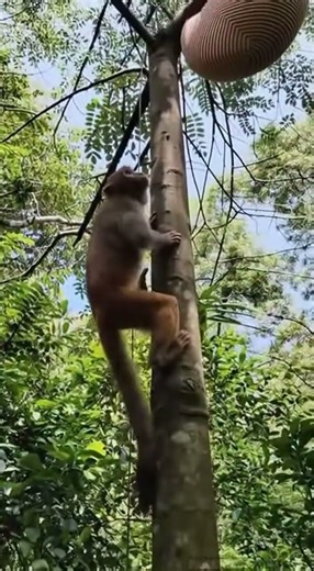 Monkey vs Angry Bees — You Won’t Believe What Happens! #cat #animals