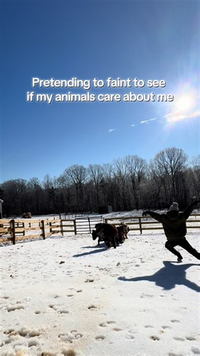 I have come to the conclusion that they don’t care if I live or die. I deserve a Grammy for this performance 🤣 #horse #minipony #farmlife