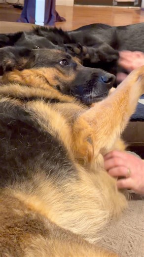 Female German Shepherd gives Male a pat on the head😂🥰
