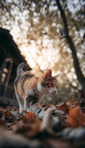 Cat's Autumn Stroll Among Falling Leaves