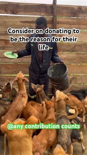 Unity your hands upon us #dogrescuer #puppy #dogfood #rescuedog #song #furever