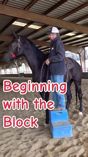 Building Confidence in Young Horses: Horsetraining Tips