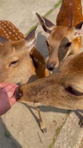 Wild Deer Footage Amazing Nature Documentary