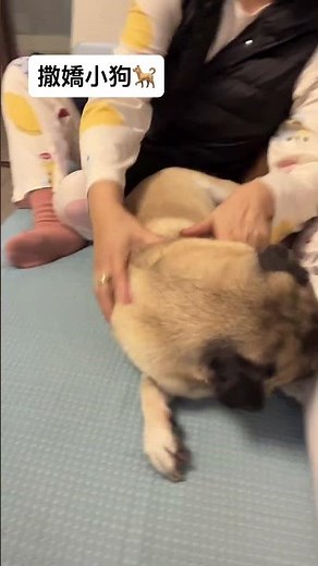 撒嬌小狗🐕 #巴哥 #pug #パグ #pets #puglife #可愛い #寵物 #狗狗 #cute