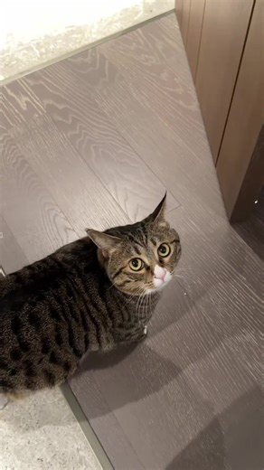 Cute Cat Meowing Videos That Will Melt Your Heart