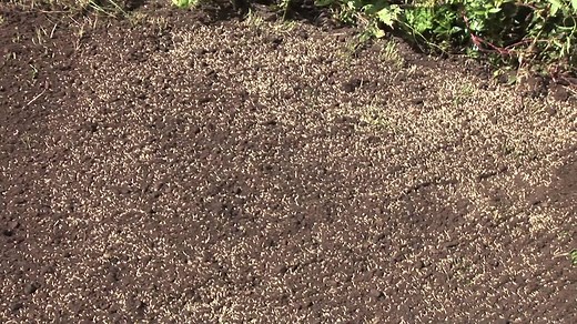 When to Put Down Grass Seed in the UK (Get the Timing Right)